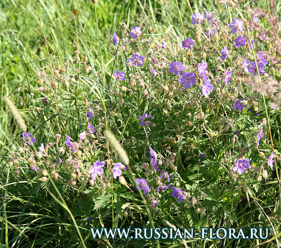 Герань луговая (Geranium pratense L.)